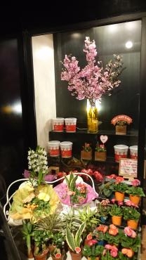 改装ショーウインドウ開設|「花屋敷」　（高知県高知市の花屋）のブログ